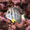 Acanthurus guttatus