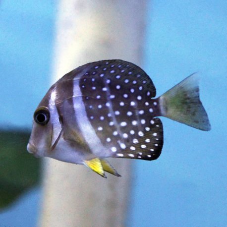 Acanthurus guttatus