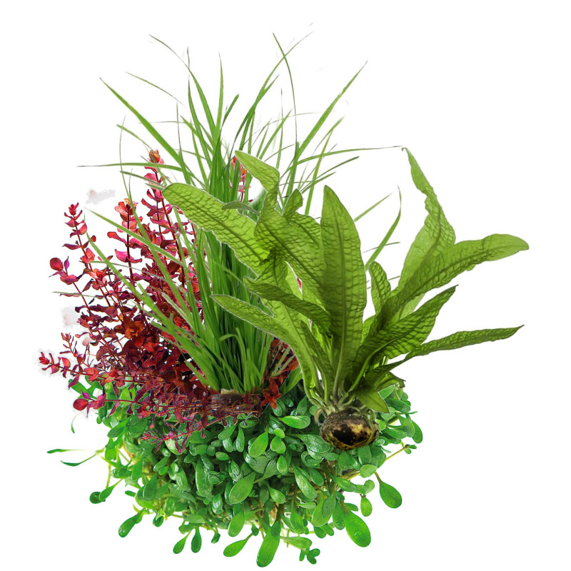 Pack plantas fácil manutenção (B. caroliniana + L. sessiflora + H. compact + M. pteropus)