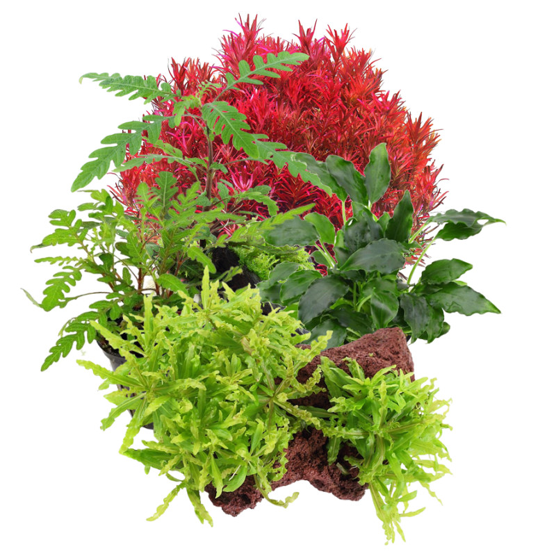 Pack Plantas Medium Care II