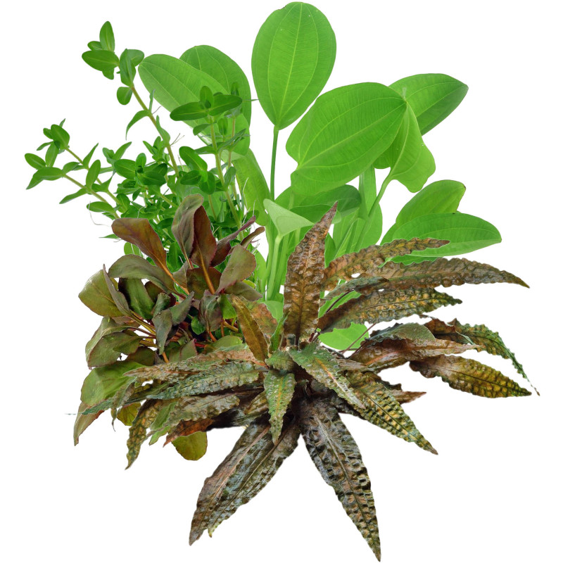 Pack plantas fácil manutenção (B. caroliniana + E. Bleherae + C. wendtii Green + H. siamensis)