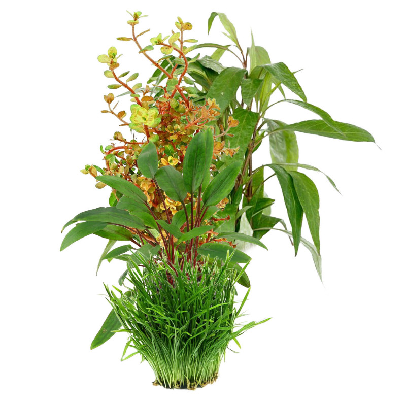 Pack plantas fácil manutenção (B. caroliniana + E. Bleherae + C. wendtii Green + H. siamensis)