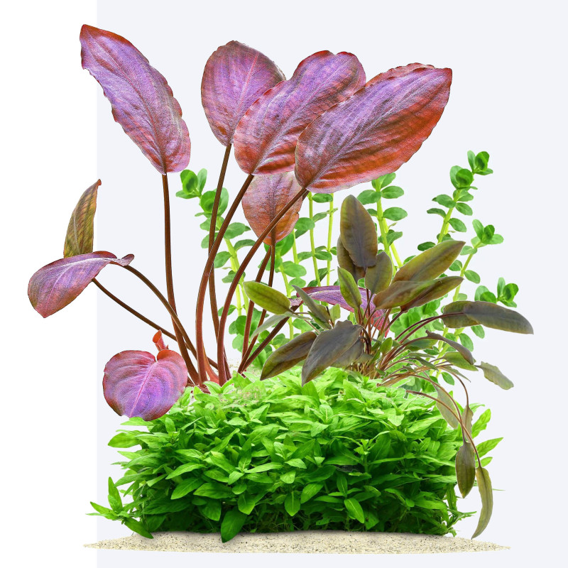 Pack Plantas Fácil Cuidado III