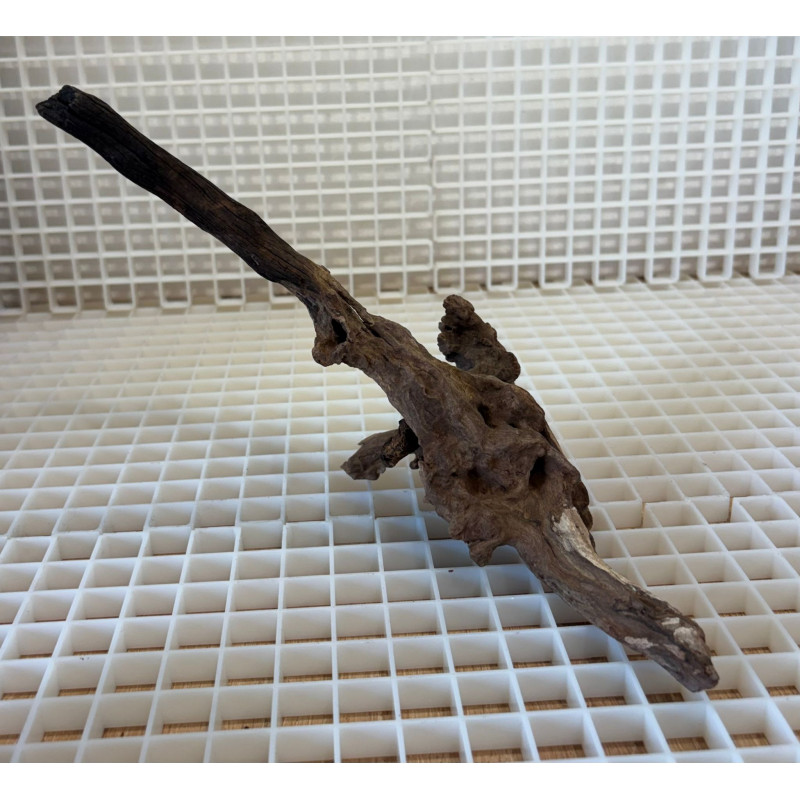 Bonsai para Aquário WYSIWYG Nº24