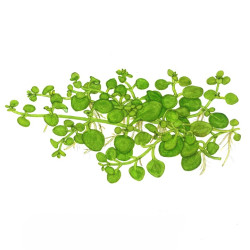 Hygrophila serpyllum