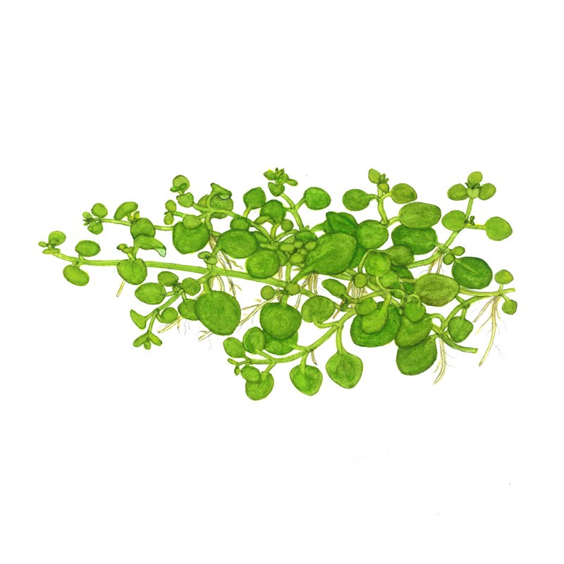 Hygrophila serpyllum