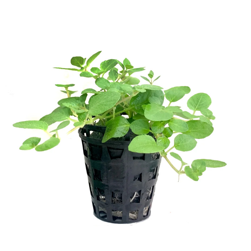 Hygrophila serpyllum