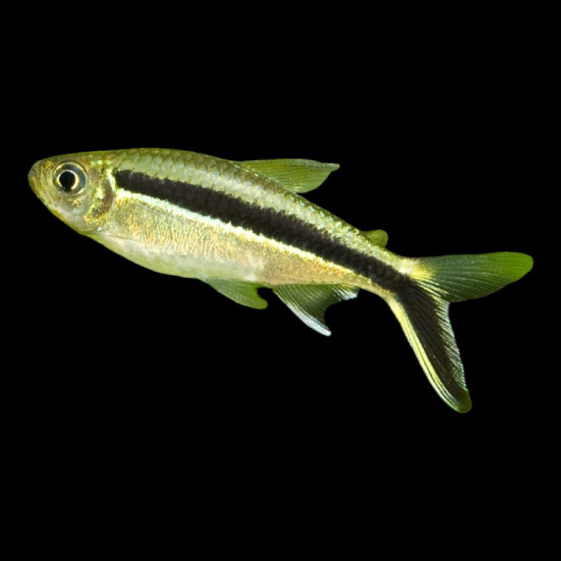 Thayeria boehlkei - Tetra Pinguino