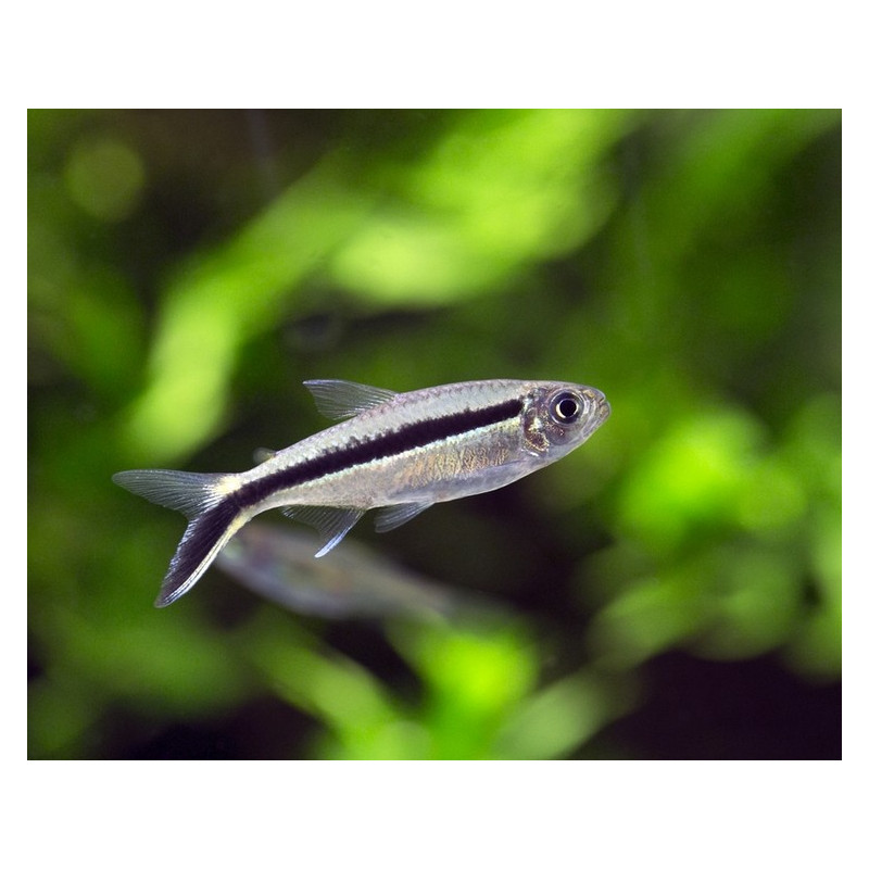 Thayeria boehlkei - False Penguin Tetra