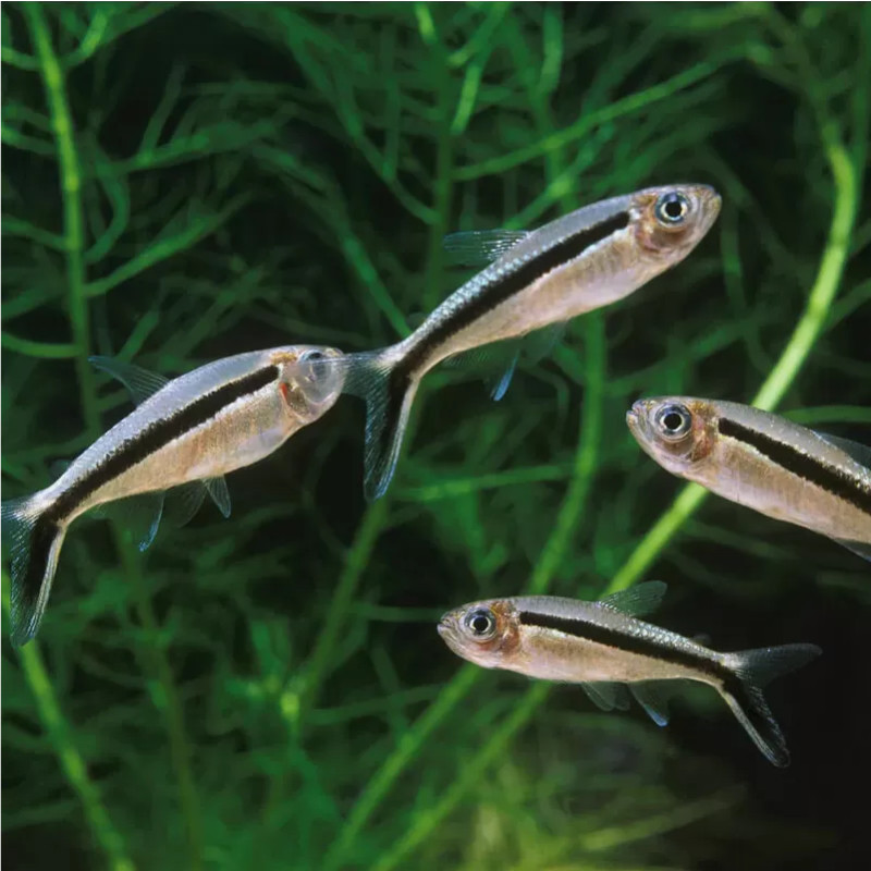 Thayeria boehlkei - False Penguin Tetra