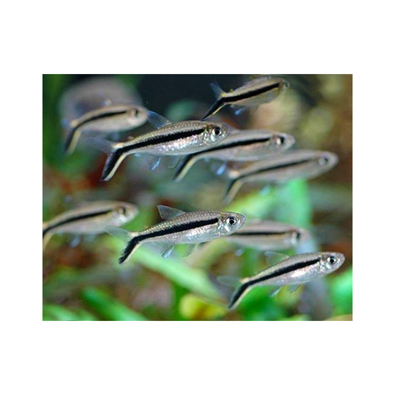 Thayeria boehlkei - Tetra Pinguino