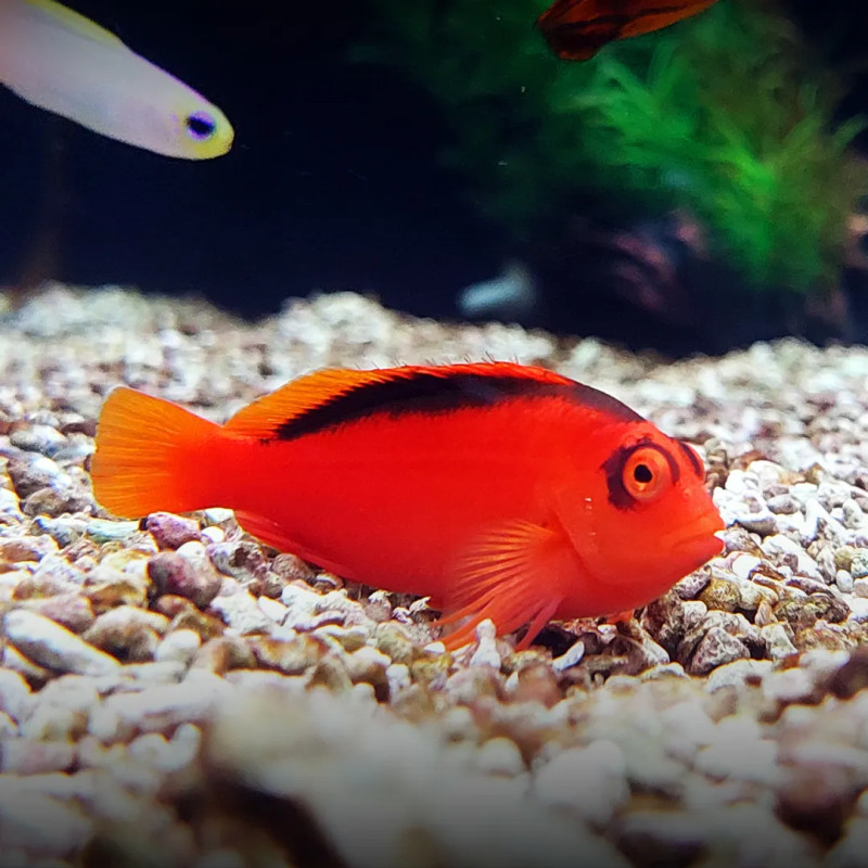 Neocirrhites armatus - Flame hawkfish