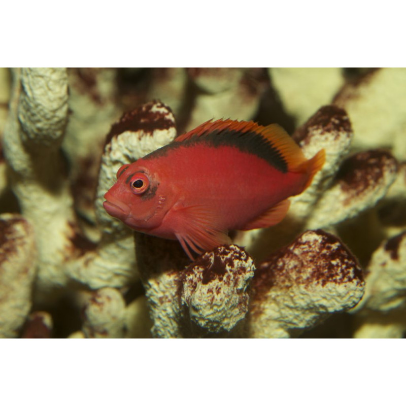 Neocirrhites armatus - Flame hawkfish