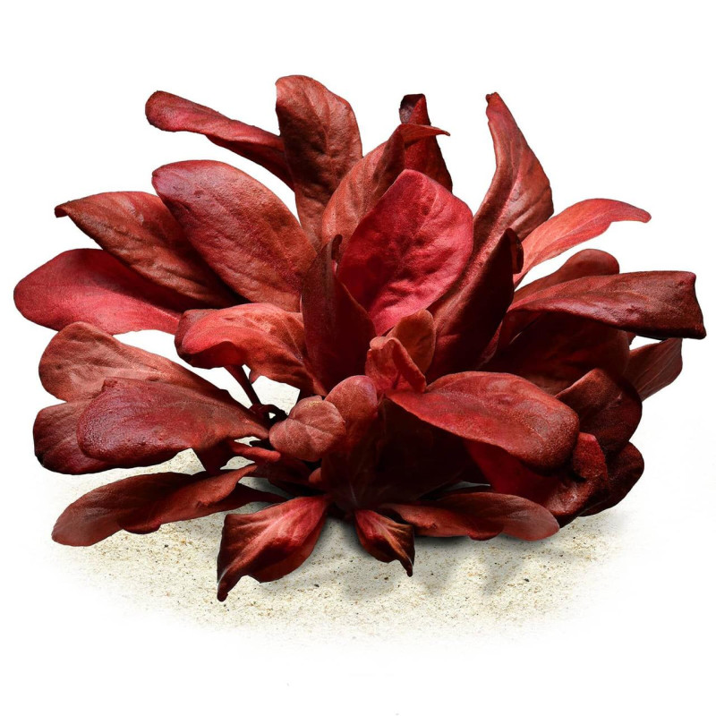 Lysimachia parvifolia ‘Red’