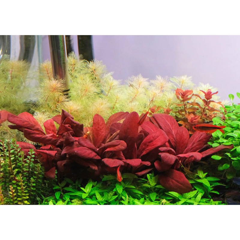 Lysimachia parvifolia ‘Red’