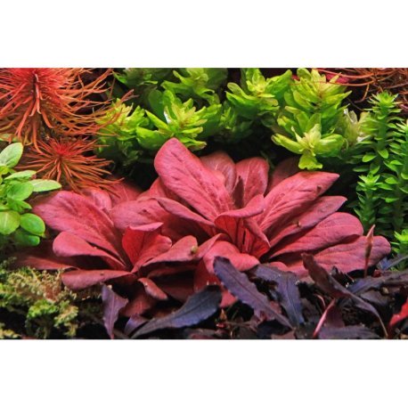 Lysimachia parvifolia ‘Red’