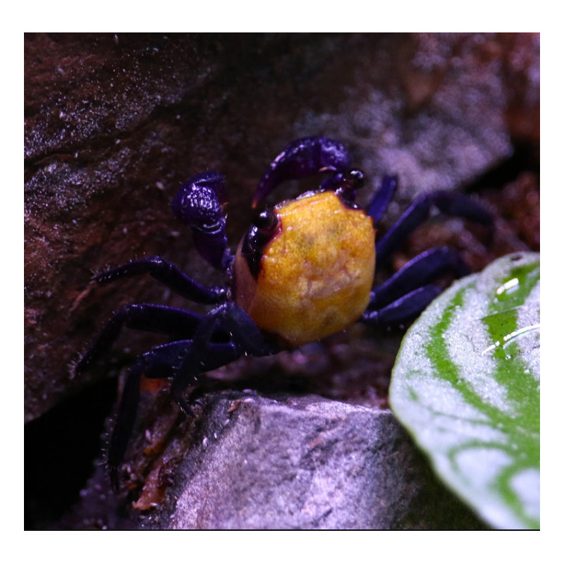 Caranguejo Vampire Banana (Geosesarma sp. - var. Vampire Banana)