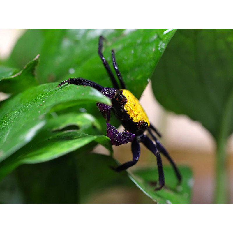 Caranguejo Vampire Banana (Geosesarma sp. - var. Vampire Banana)