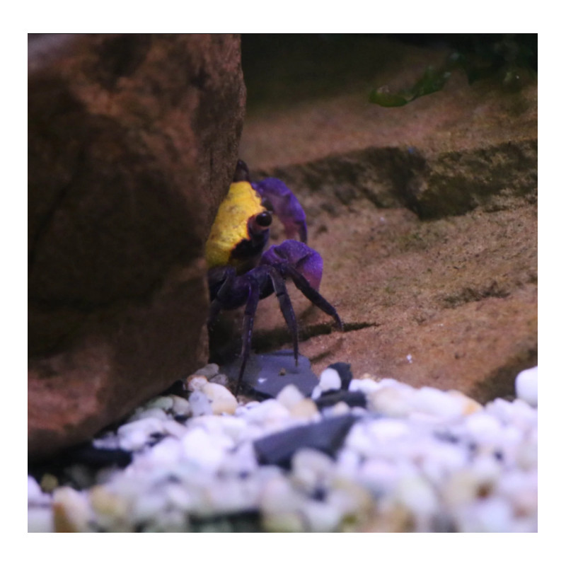 Caranguejo Vampire Banana (Geosesarma sp. - var. Vampire Banana)