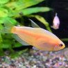 Tetra Imperador Gold - Inpaichthys kerri