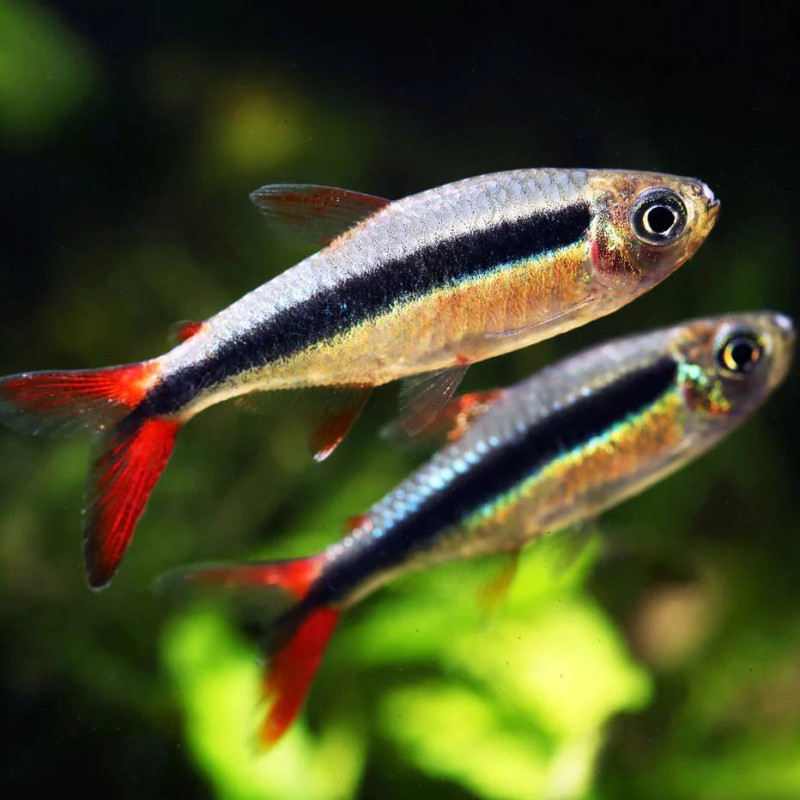 Thayeria boehlkei - Tetra Pinguim