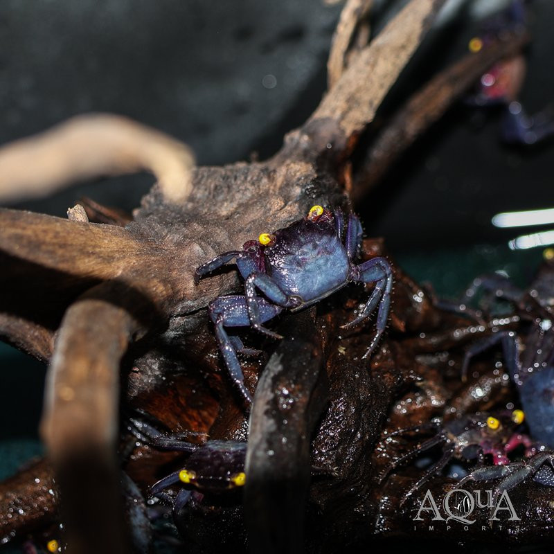 Caranguejo Vampiro Bogorensis - Geosesarma noduliferum