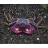 Caranguejo Vampire Purple (Geosesarma dennerle)