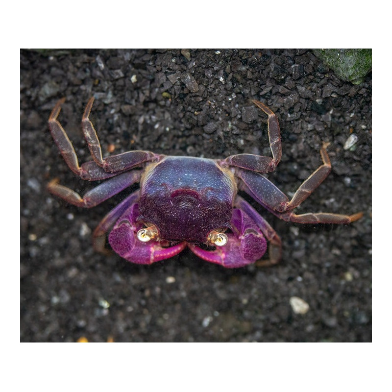 Caranguejo Vampiro Bogorensis - Geosesarma noduliferum