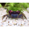 Blue Vampire Crab - Geosesarma noduliferum