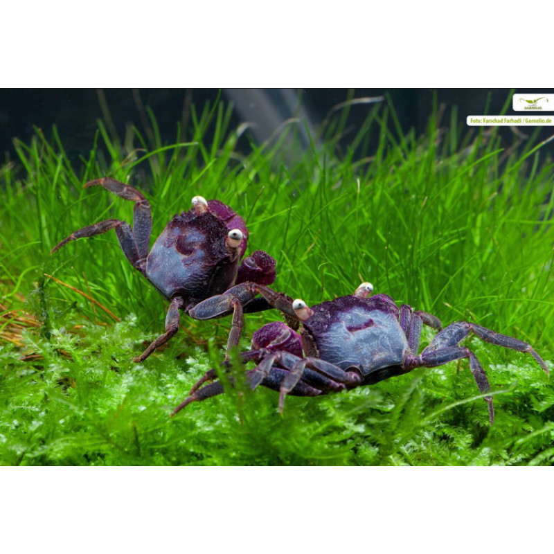 Caranguejo Vampire Purple (Geosesarma dennerle)