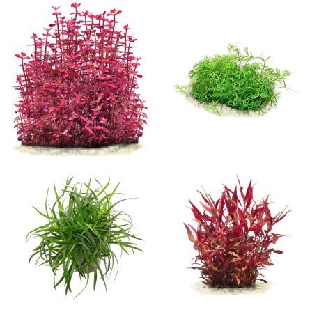 Pack Plantas Medium Care II