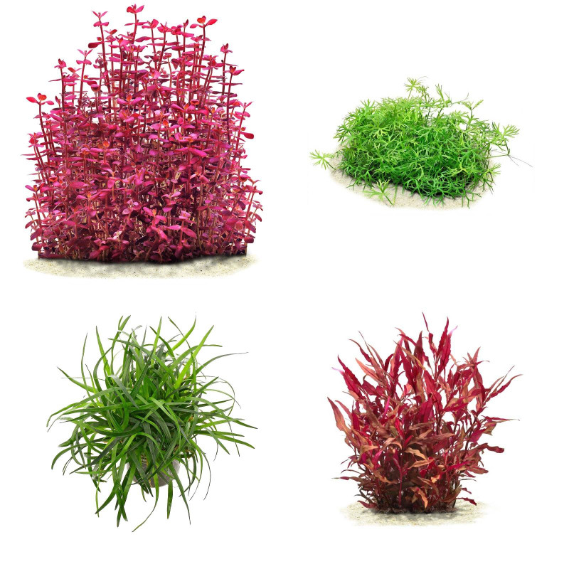 Pack Plantas Média Manutenção II