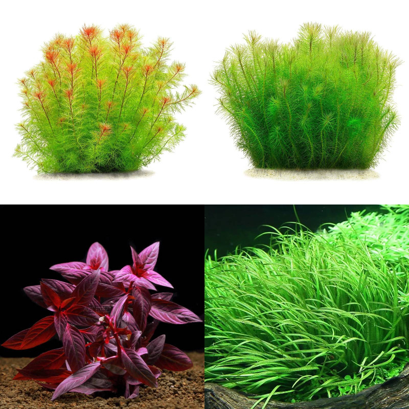 Pack plantas fácil manutenção (B. caroliniana + L. sessiflora + H. compact + M. pteropus)