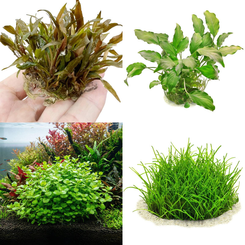 Pack plantas fácil manutenção (B. caroliniana + L. sessiflora + H. compact + M. pteropus)