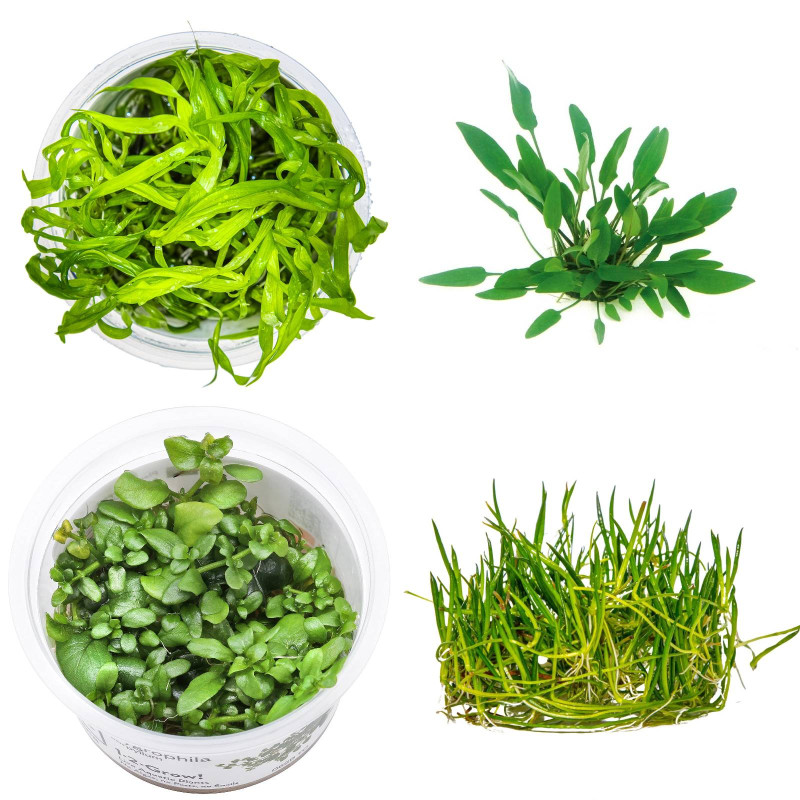 Pack plantas fácil manutenção (B. caroliniana + L. sessiflora + H. compact + M. pteropus)