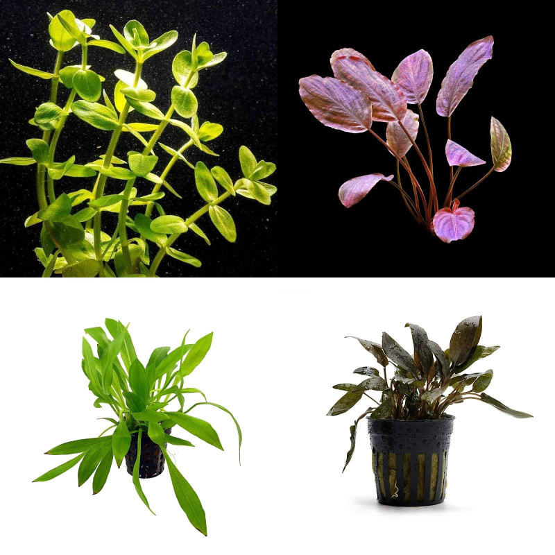 Pack Low Maintenance Plants III