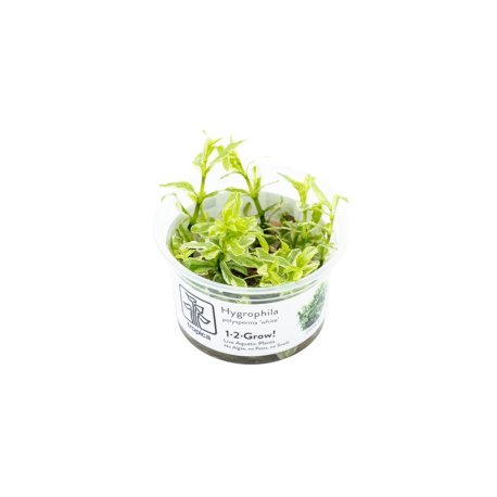 Hygrophila polysperma WHITE