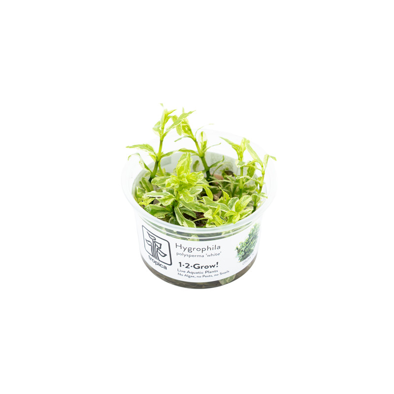 Hygrophila polysperma WHITE