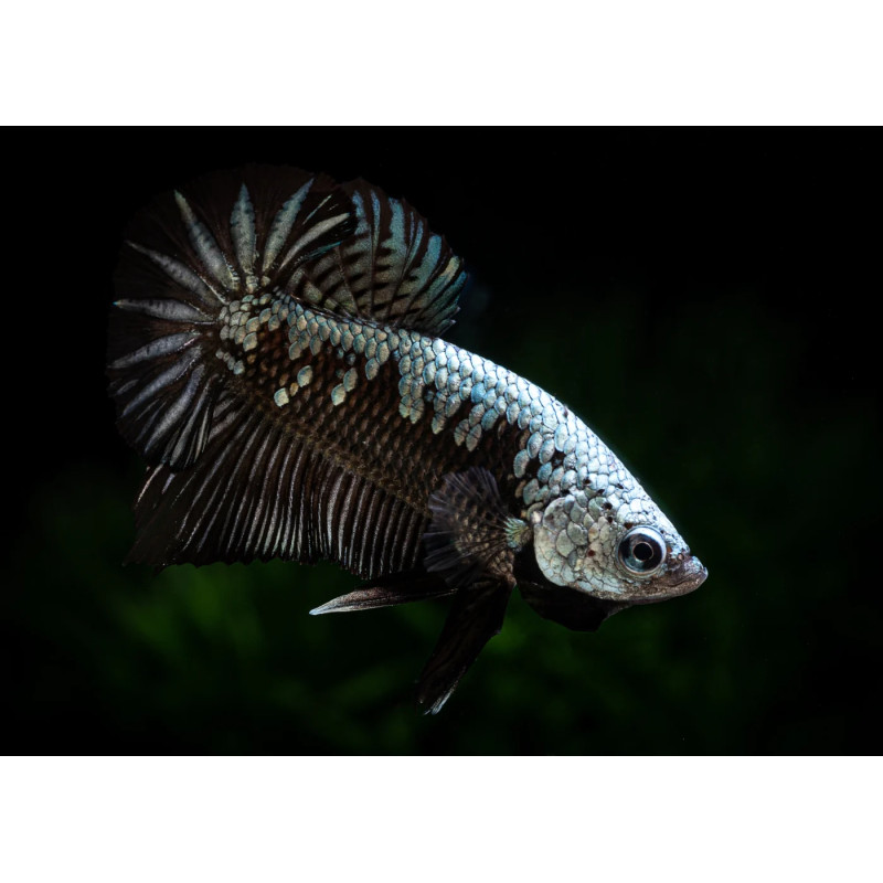 Betta Nemo Plakat - Fêmea