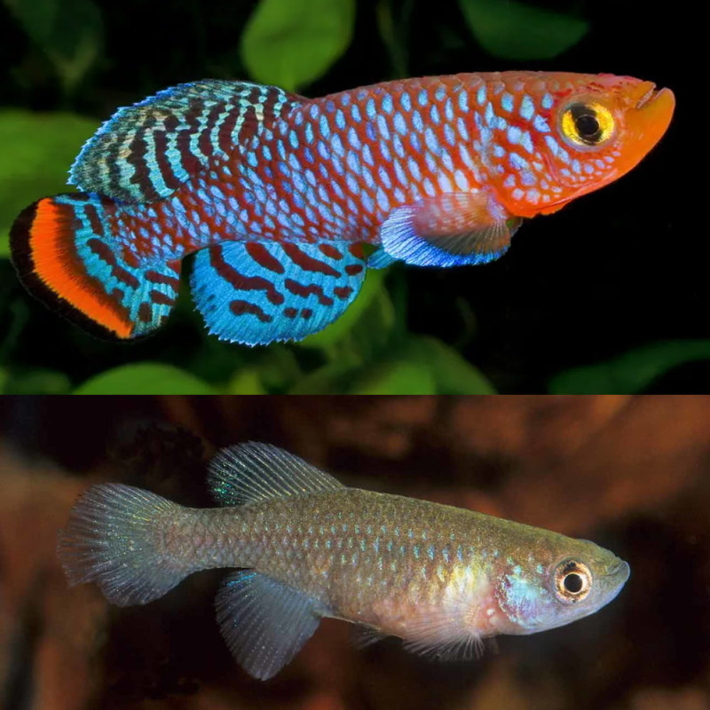 Nothobranchius rachovii