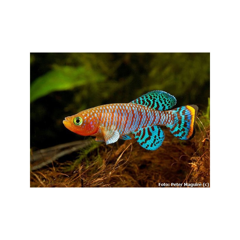 Nothobranchius rachovii