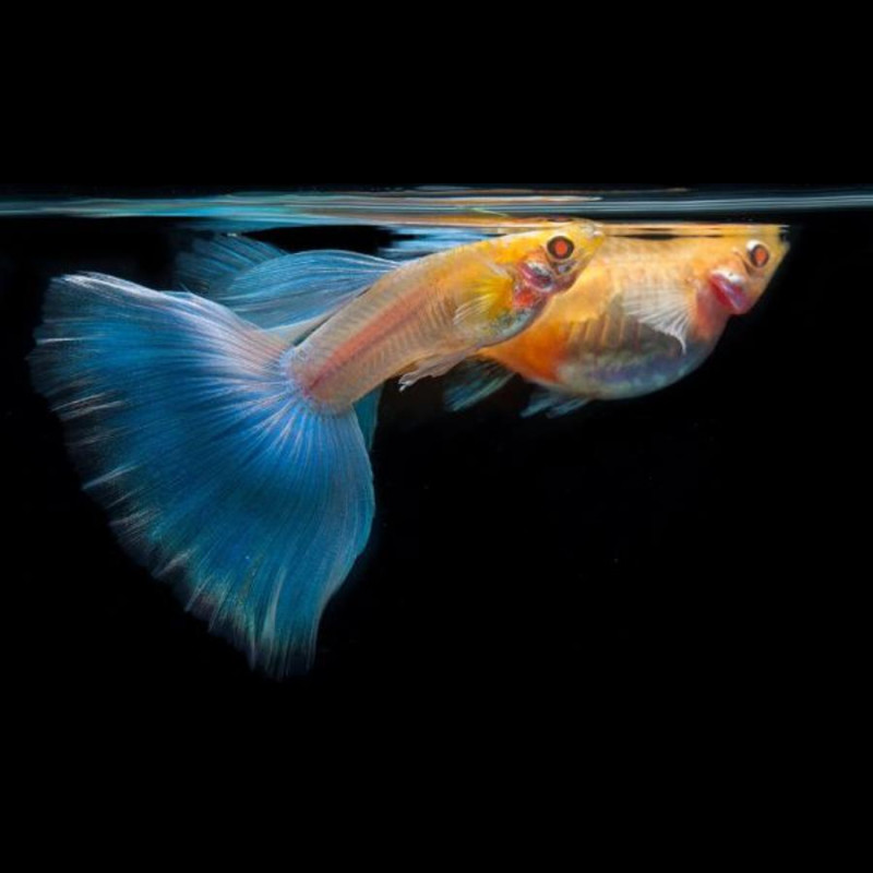 Guppy Blue Grass (casais) - Poecilia reticulata