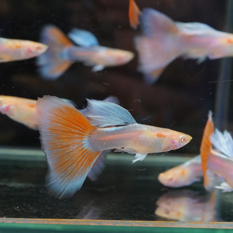Guppy Red Grass (casais) - Poecilia reticulata