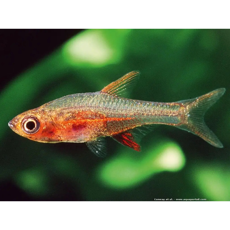Sundadanio axelrodi var Blue - Rasbora Neon Azul