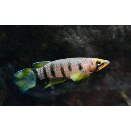 Red-chinned Panchax - Epiplatys dageti