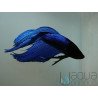 Betta Double Tail  - Betta splendens