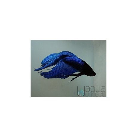 Betta Double Tail  - Betta splendens
