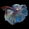 Betta Double Tail  - Betta splendens