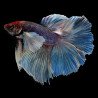 Betta Double Tail  - Betta splendens