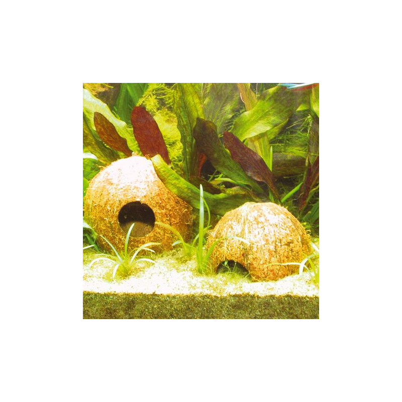 Cocos Cava "L" 1/1 JBL